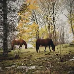 Hali - Hideaway